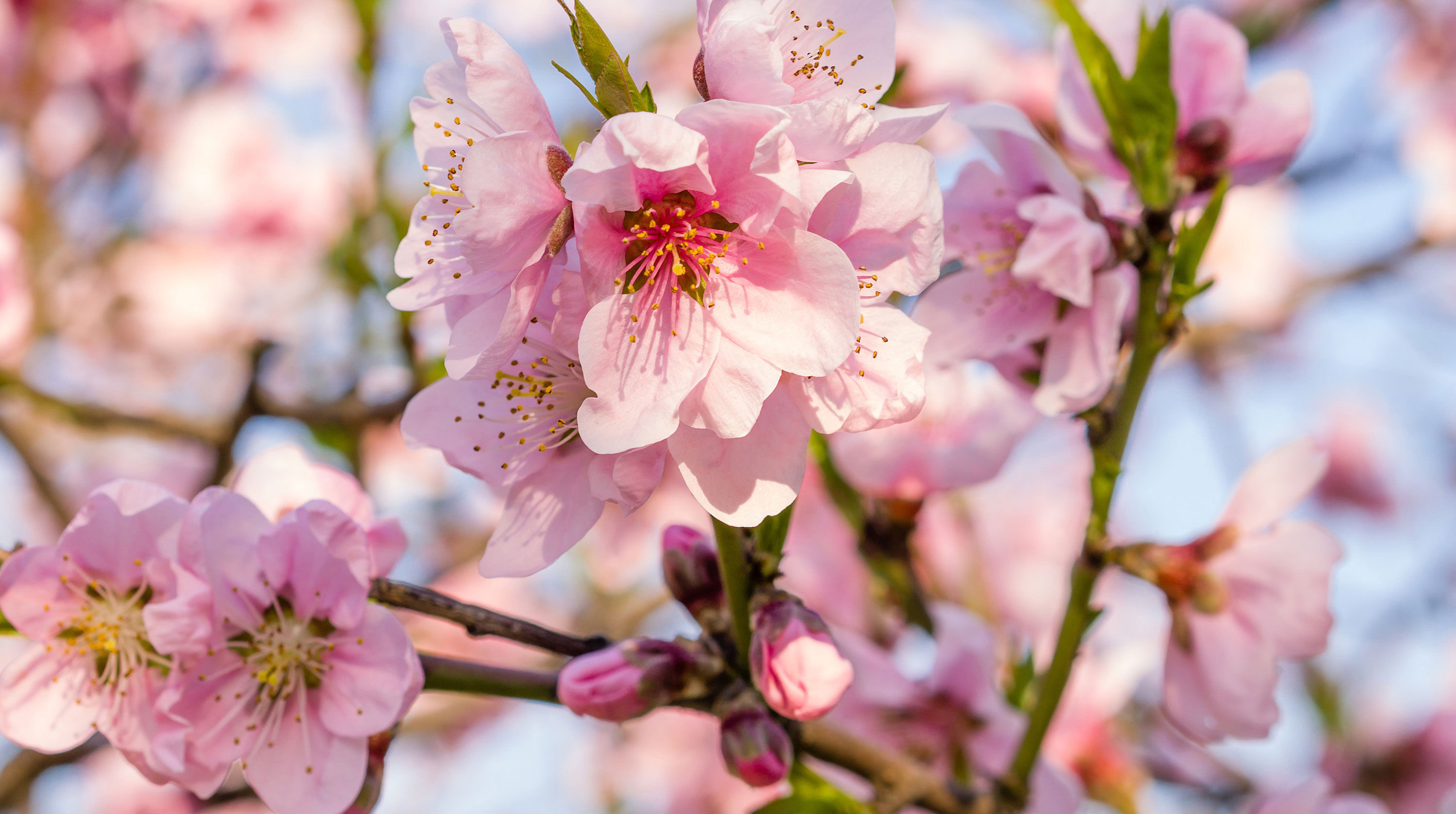 Walnut Ridge Cemetery Cherry Blossoms